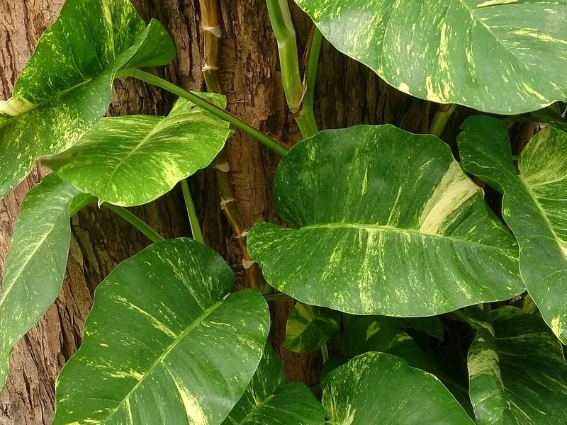 Cultivo y cuidados botánicos de Poto Marble Queen