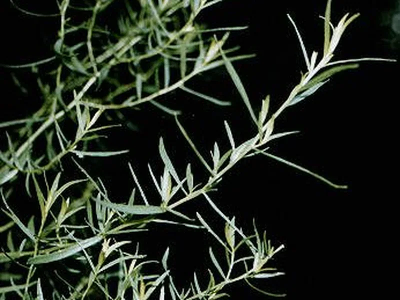 Cultivo y cuidados botánicos de Estragón