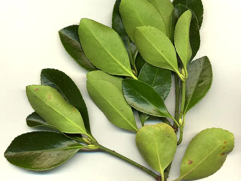 Cultivo y cuidados botánicos de Evónimo o Bonetero del Japón