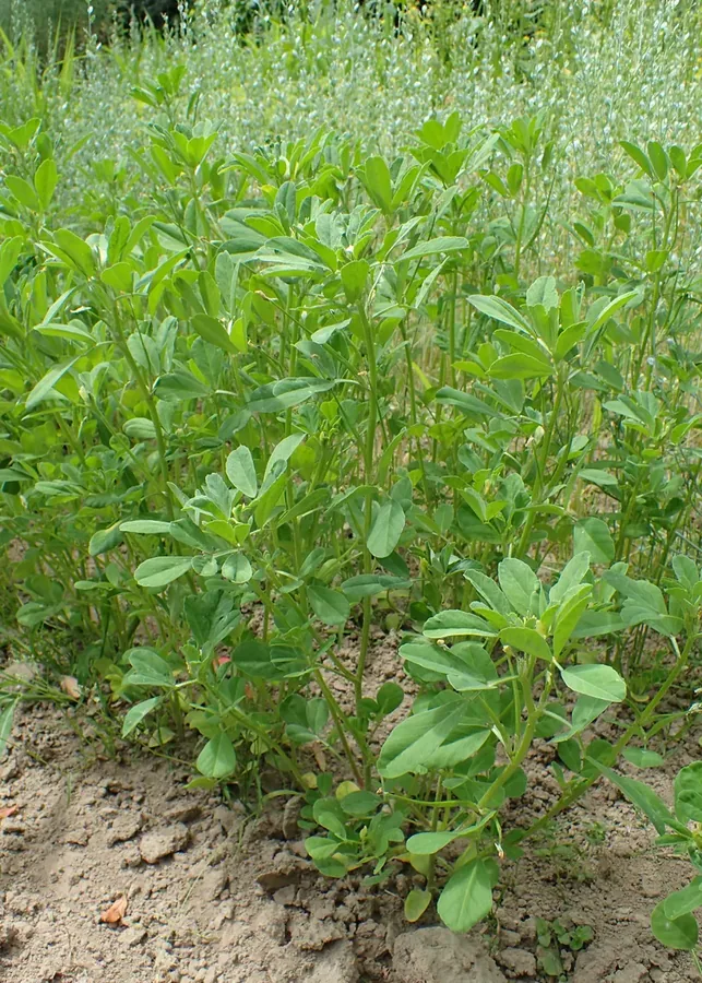 Cultivo y cuidados botánicos de Fenogreco