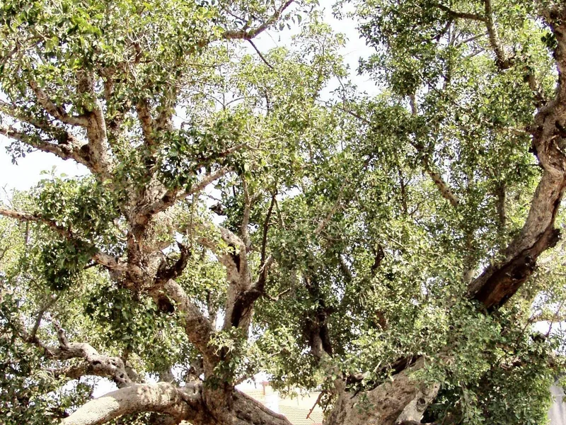 Cultivo y cuidados botánicos de Ficus Y Afines: Guía Completa de Cuidados, Riego y Cultivo