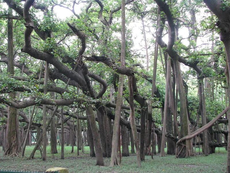 Cultivo y cuidados botánicos de Higuera de Bengala