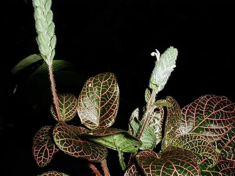 Cultivo y cuidados botánicos de Fittonia