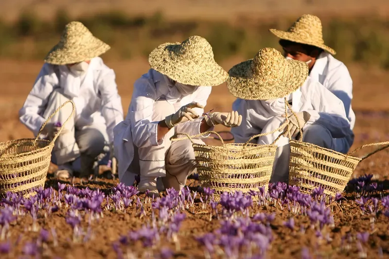 Cultivo y cuidados botánicos de Azafrán