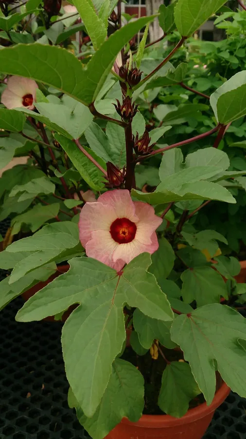 Cultivo y cuidados botánicos de Flor de Jamaica