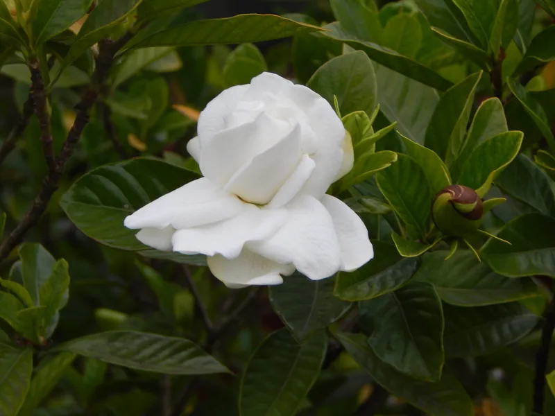 Cultivo y cuidados botánicos de Gardenia