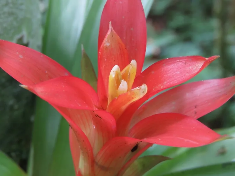 Cultivo y cuidados botánicos de Guzmania, Flor de la Paz