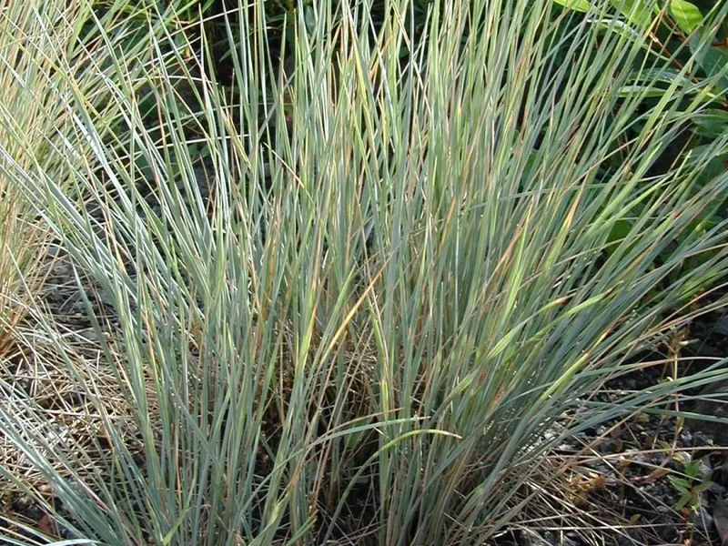 Cultivo y cuidados botánicos de Avena azul
