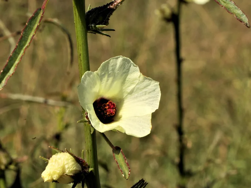 Cultivo y cuidados botánicos de Hibisco de cáñamo