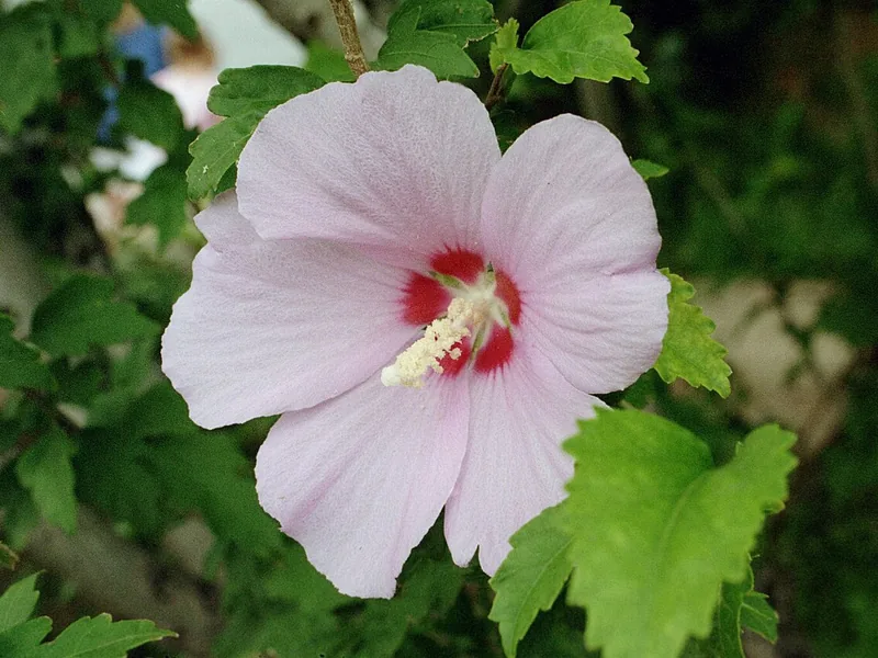 Cultivo y cuidados botánicos de Altea o Rosa de Siria