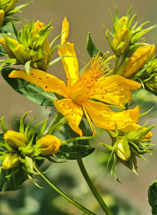 Cultivo y cuidados botánicos de Hierba de San Juan
