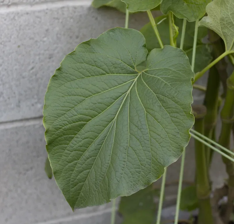 Cultivo y cuidados botánicos de Hoja Santa