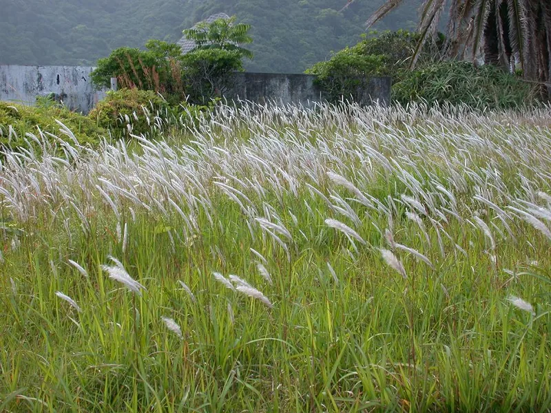 Cultivo y cuidados botánicos de Hierba de sangre japonesa