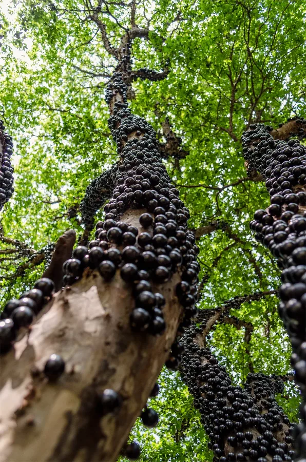 Cultivo y cuidados botánicos de Jabuticaba