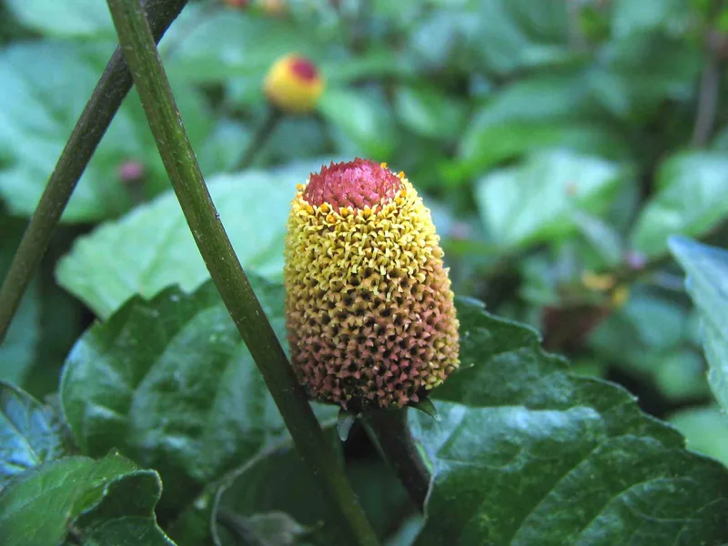 Cultivo y cuidados botánicos de Jambu