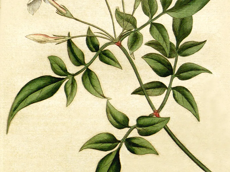 Cultivo y cuidados botánicos de Jazmín