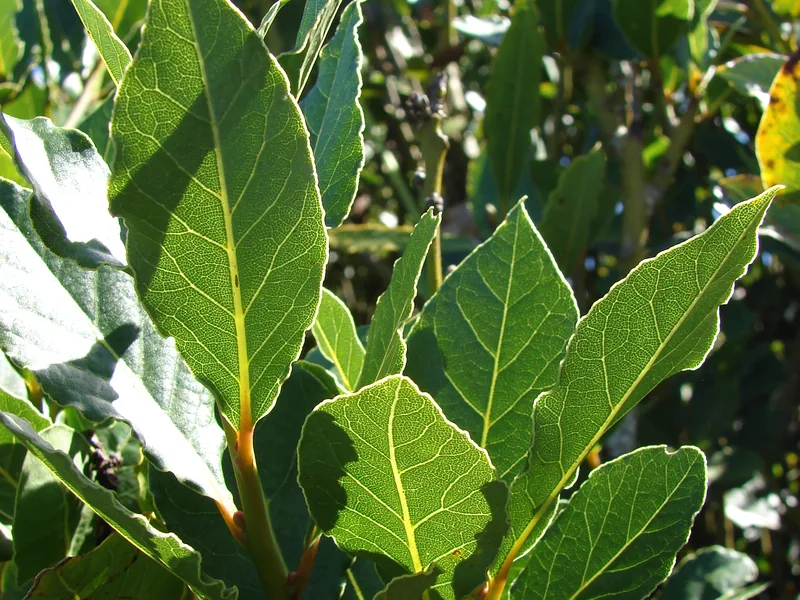 Plantas aromáticas resistentes a sequía y rusticidad