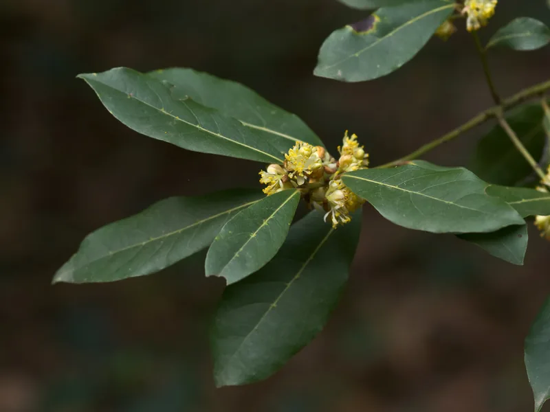 Cultivo y cuidados botánicos de Aromáticas de Exterior: Guía Completa de Cuidados, Riego y Cultivo