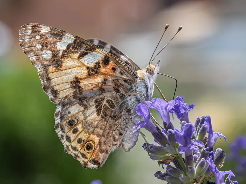 Cultivo y cuidados botánicos de Lavanda inglesa