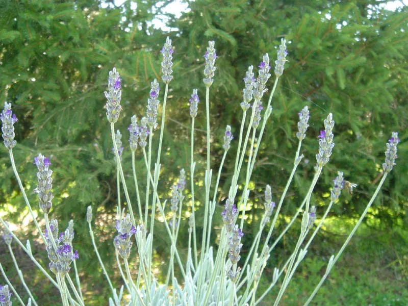 Cultivo y cuidados botánicos de Lavanda lanuda