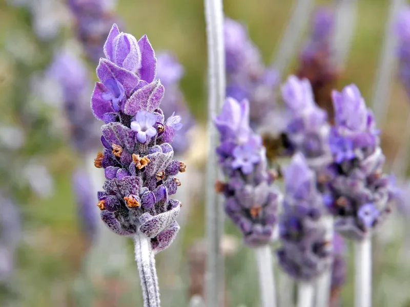 Cultivo y cuidados botánicos de Lavanda