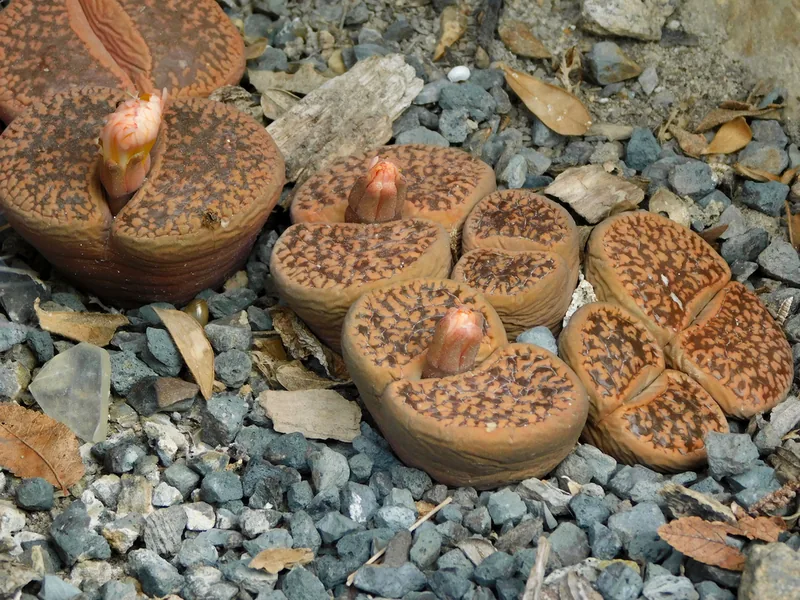 Cultivo y cuidados botánicos de Planta piedra de Aucamp