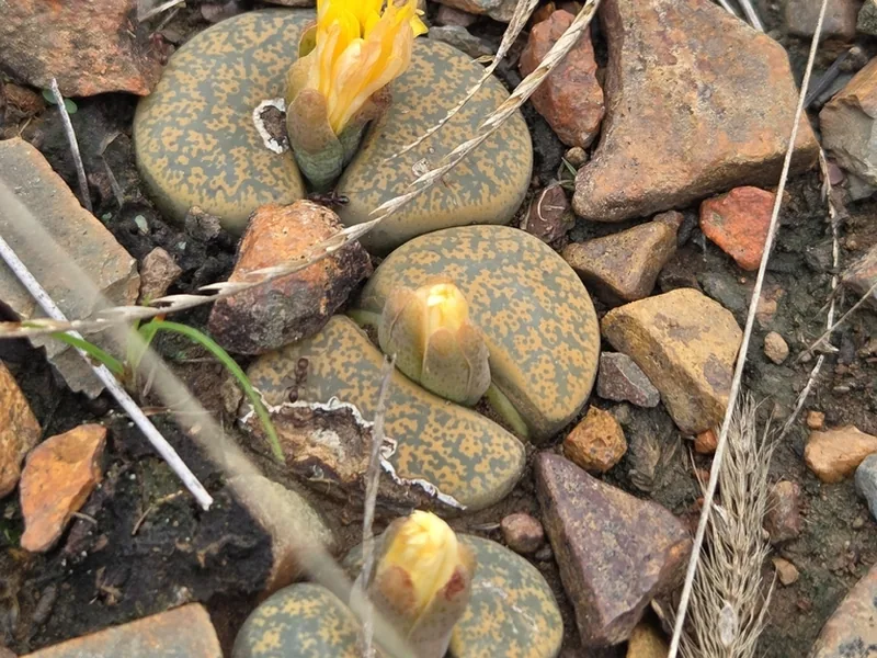 Cultivo y cuidados botánicos de Piedras vivas