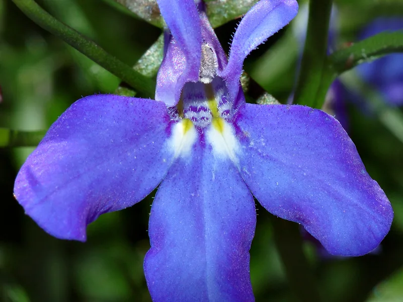 Cultivo y cuidados botánicos de Lobelia colgante