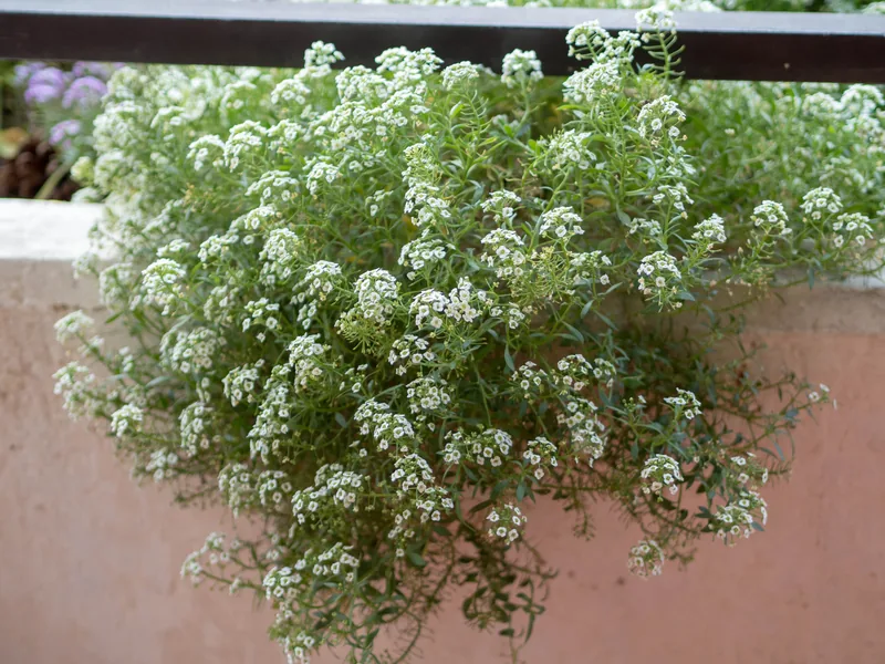 Cultivo y cuidados botánicos de Lobularia marítima