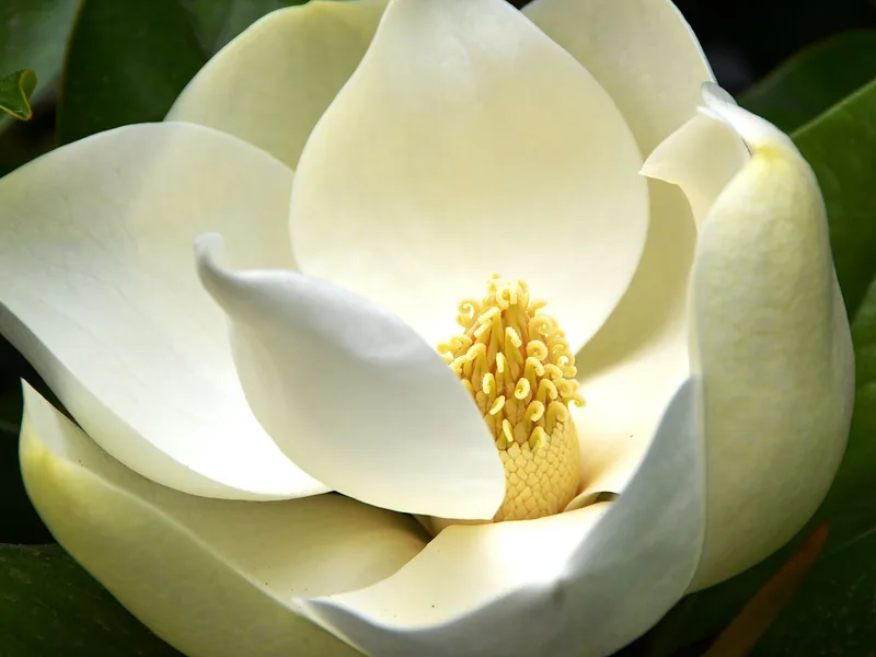 Cultivo y cuidados botánicos de Magnolia