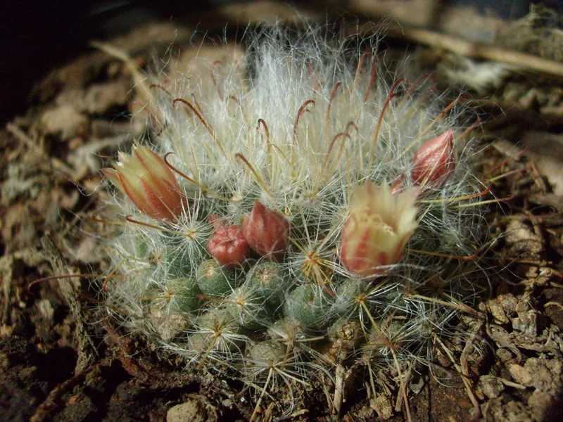 Cultivo y cuidados botánicos de Cactus de algodón