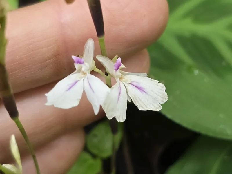 Cultivo y cuidados botánicos de Maranta conejo