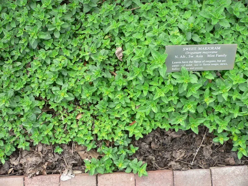 Cultivo y cuidados botánicos de Mejorana