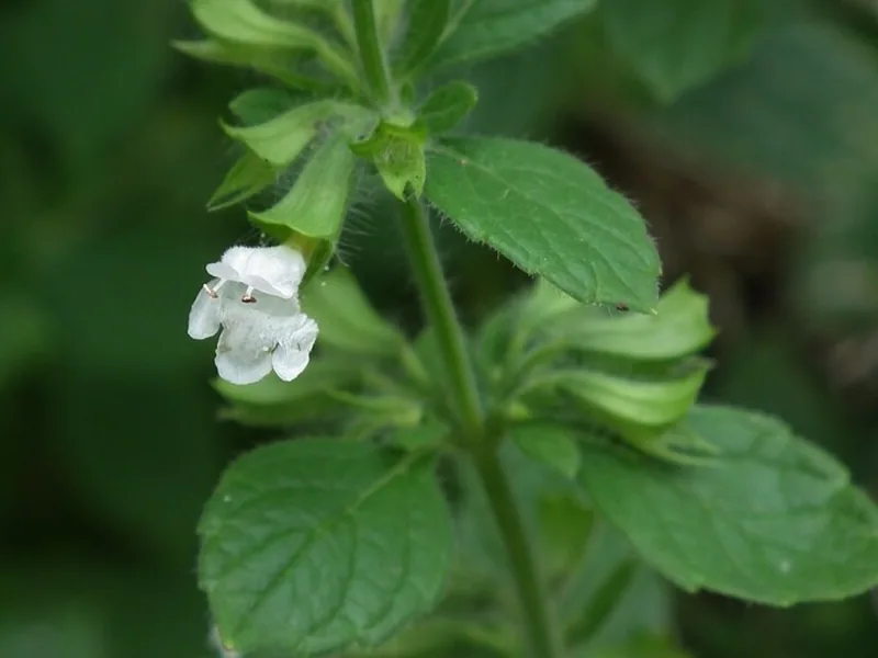 Cultivo y cuidados botánicos de Melisa