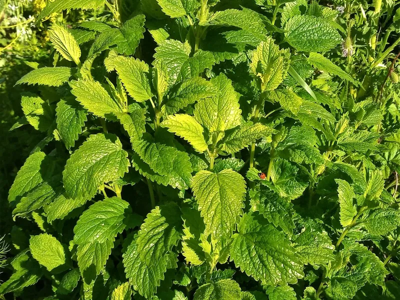 Cultivo y cuidados botánicos de Toronjil