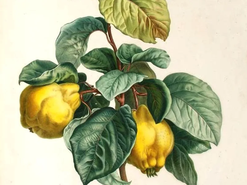 Cultivo y cuidados botánicos de Membrillero