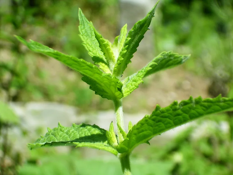 Cultivo y cuidados botánicos de Menta En Maceta