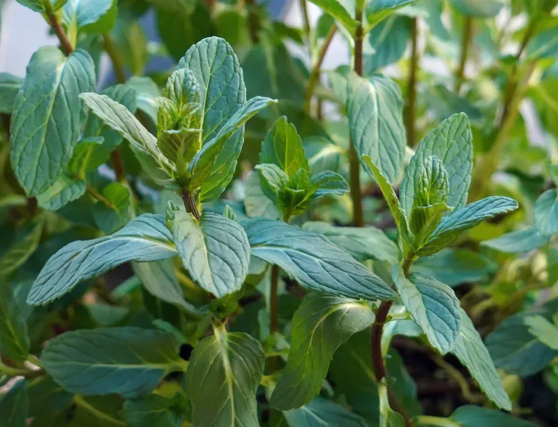 Cultivo y cuidados botánicos de Menta