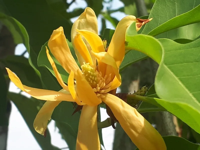 Cultivo y cuidados botánicos de Magnolia champaca