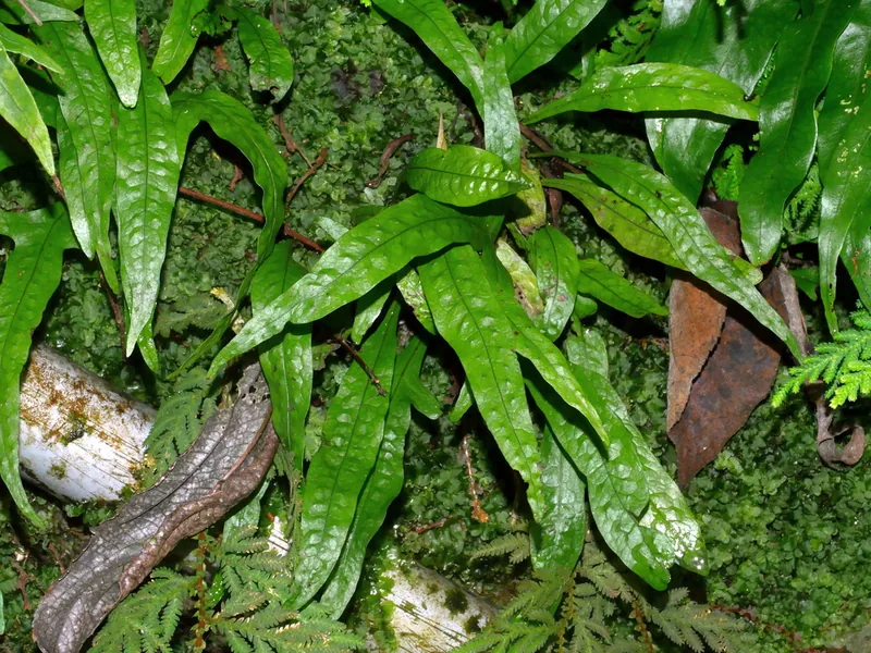 Cultivo y cuidados botánicos de Helecho de Java