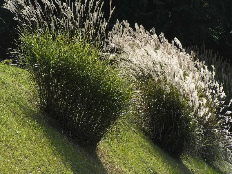 Cultivo y cuidados botánicos de Miscanto chino