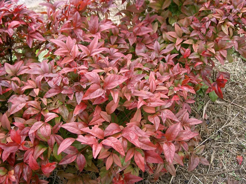 Cultivo y cuidados botánicos de Nandina o Bambú sagrado