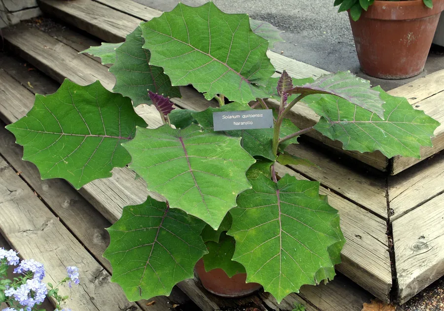Cultivo y cuidados botánicos de Naranjilla o Lulo