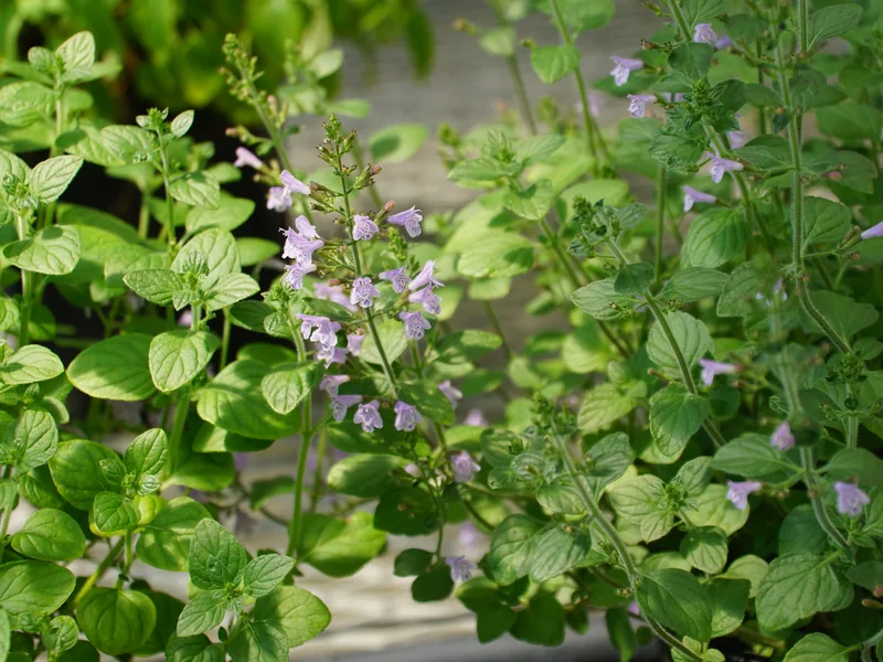 Cultivo y cuidados botánicos de Nepetella