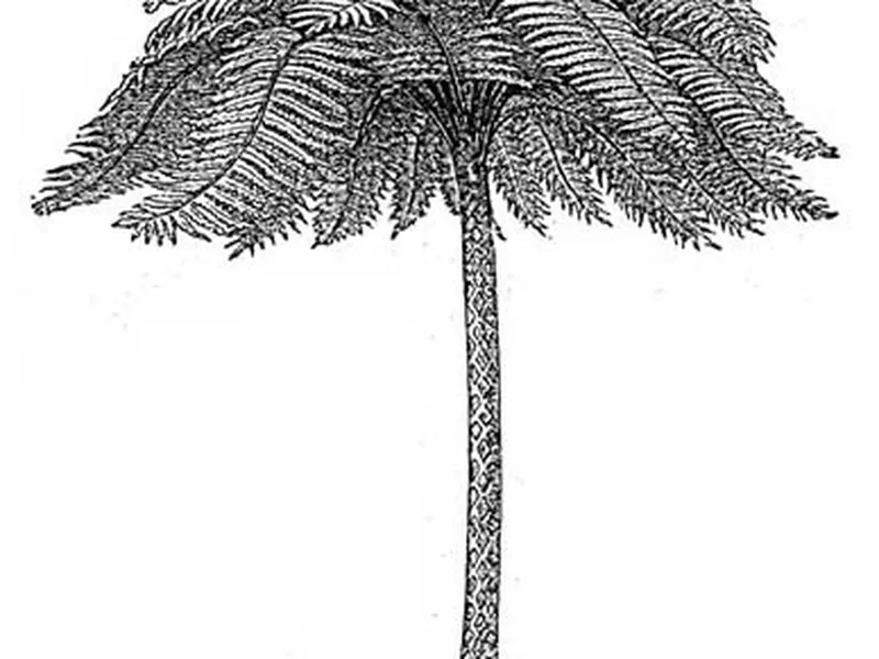 Cultivo y cuidados botánicos de Nephelea Arborescens