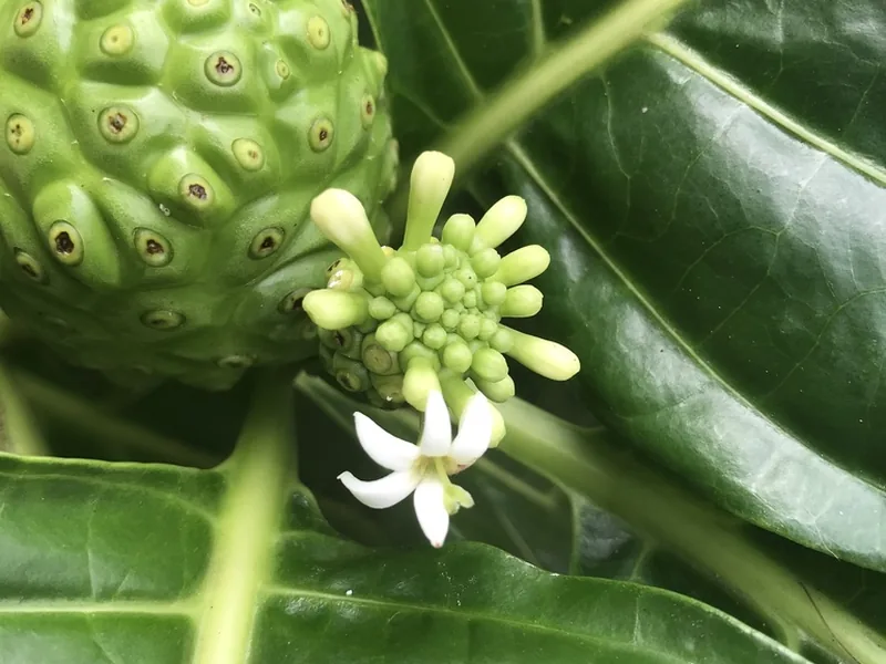 Cultivo y cuidados botánicos de Noni
