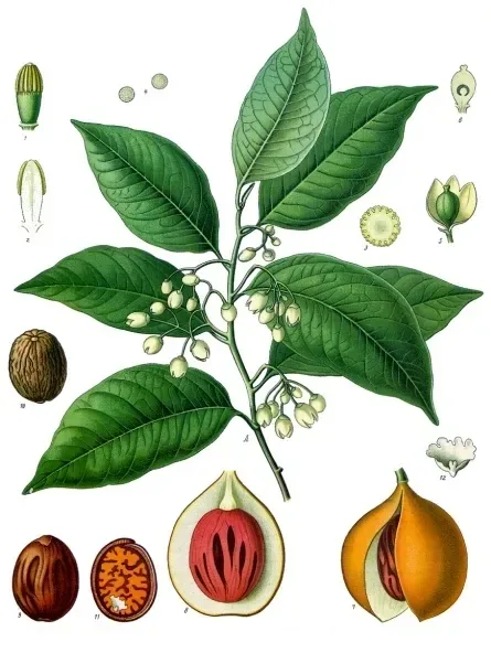 Cultivo y cuidados botánicos de Nuez Moscada