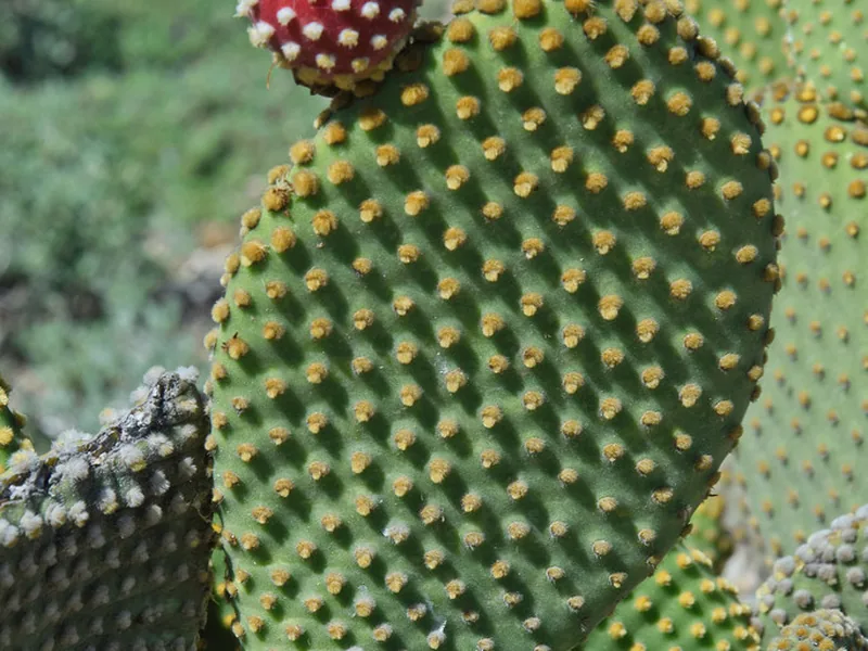 Cultivo y cuidados botánicos de Alas de ángel
