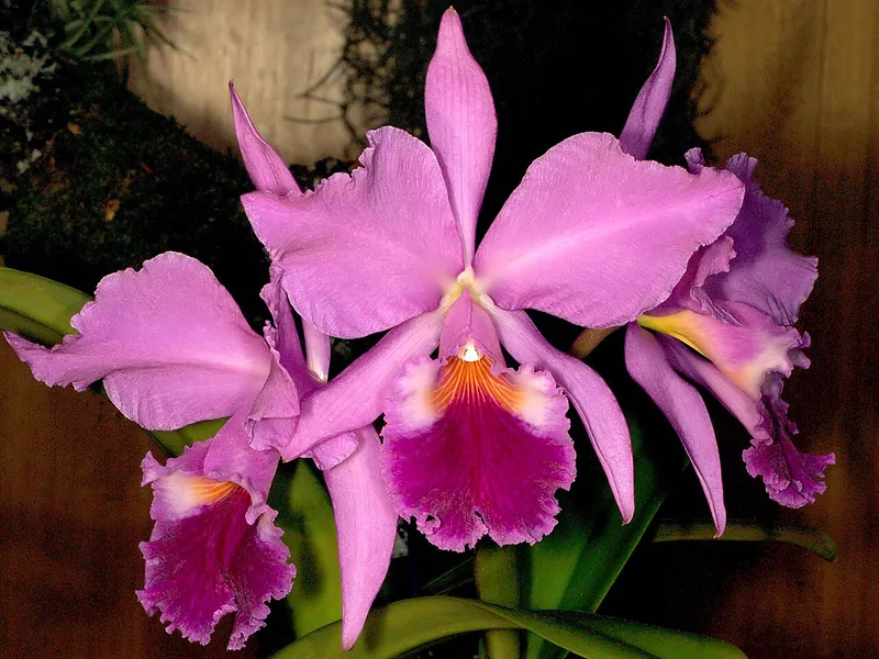 Cultivo y cuidados botánicos de Orquídea Cattleya