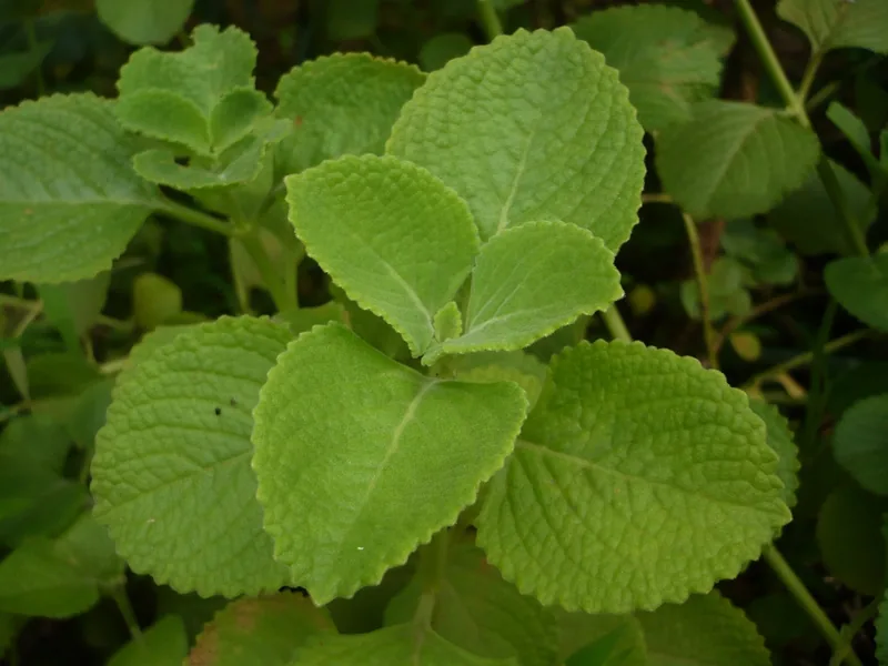 Cultivo y cuidados botánicos de Oregano Cubano